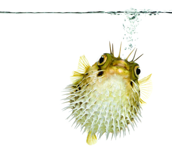 Porcupine Fish Defense (January 11) | Creation 101