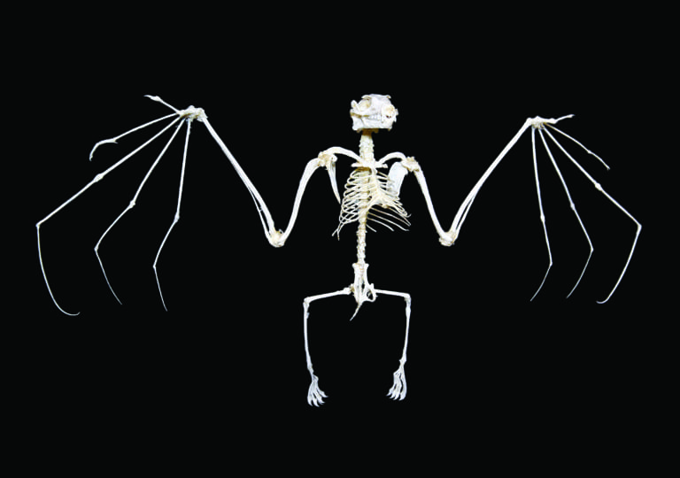 Fruit Bat Skeleton Creation 101