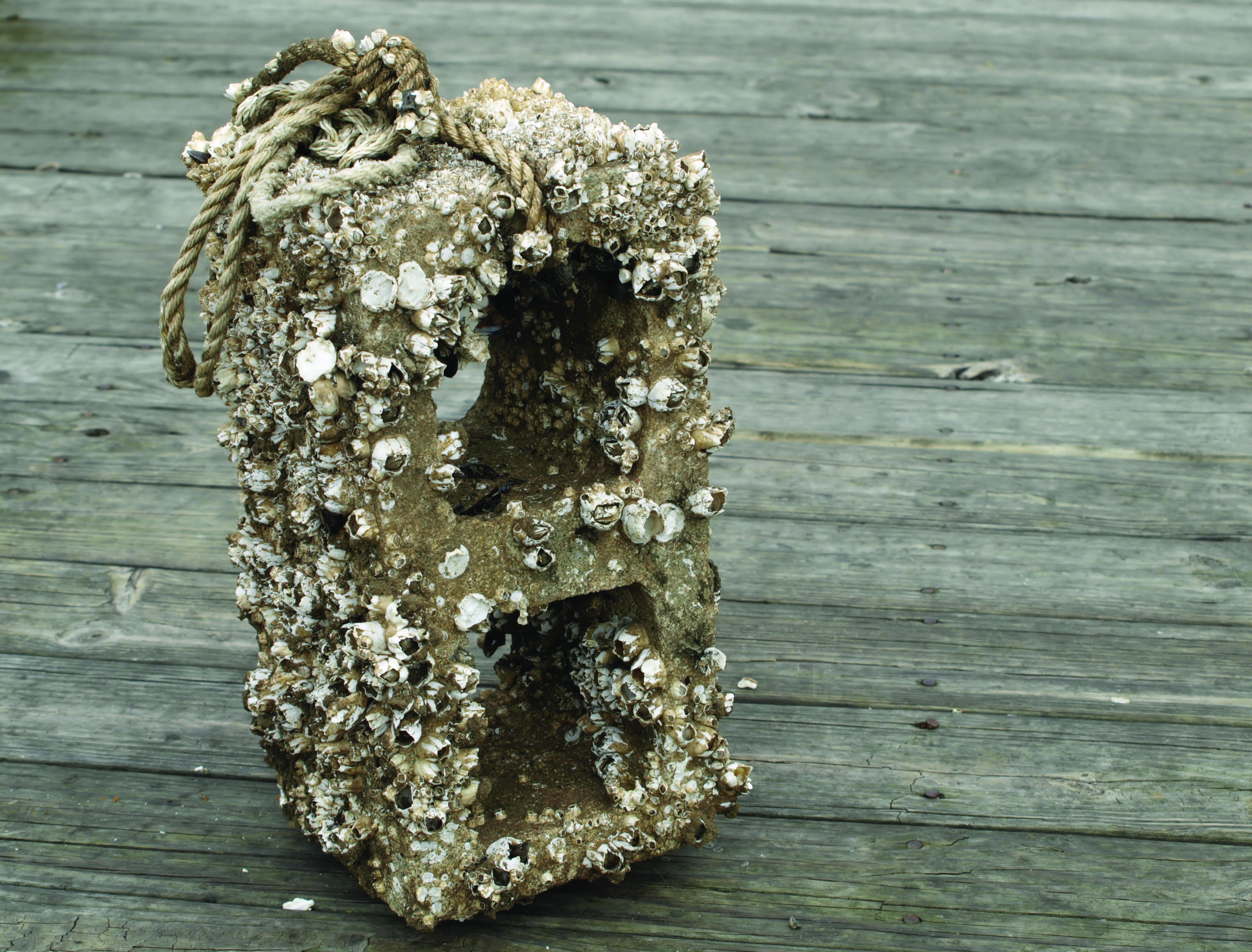 Barnacles | Creation 101